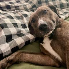 Liam, a Adoptable Mixed Breed in Jacksonville, FL image 3/5