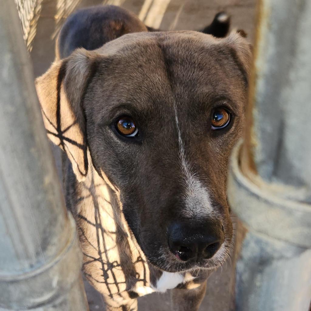 Liam, a Adoptable Mixed Breed in Jacksonville, FL image 4/5