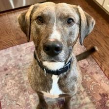 Liam, a Adoptable Mixed Breed in Jacksonville, FL image 5/5