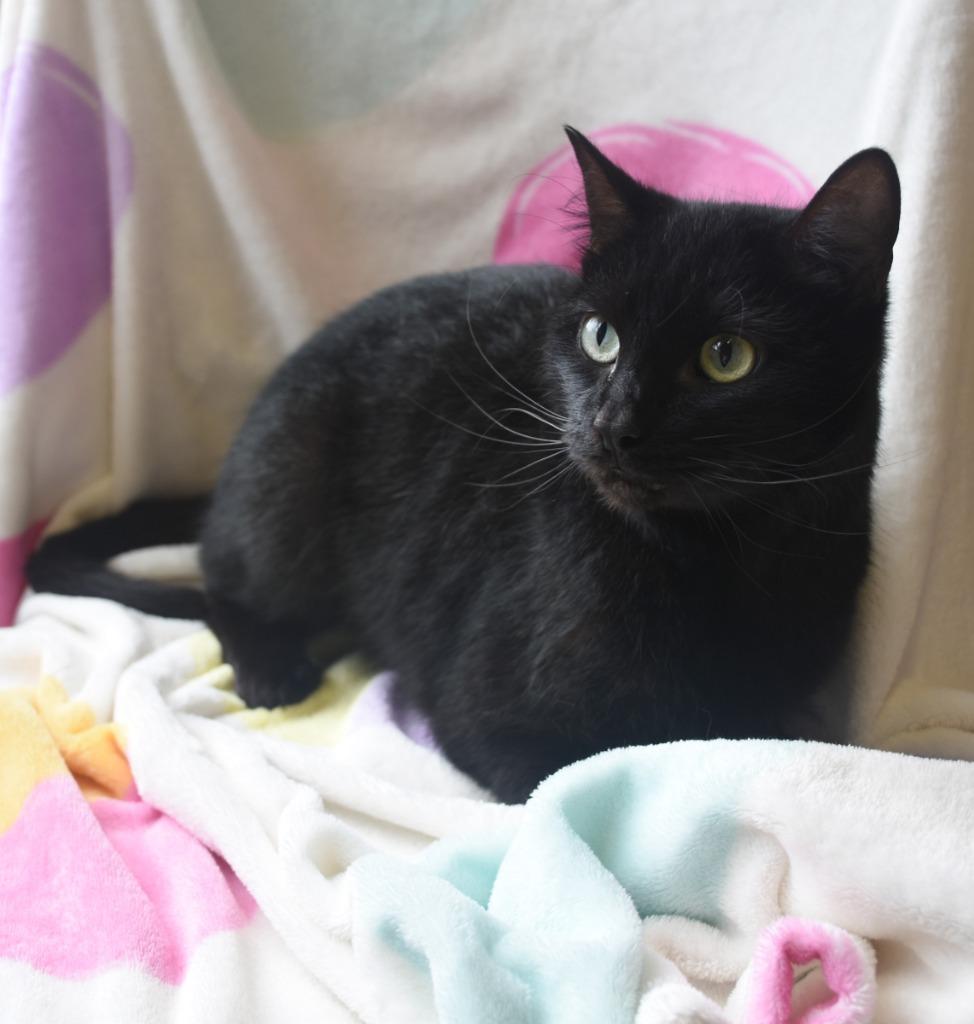 Chekhov, Adoptable, Adult Male Domestic Short Hair.