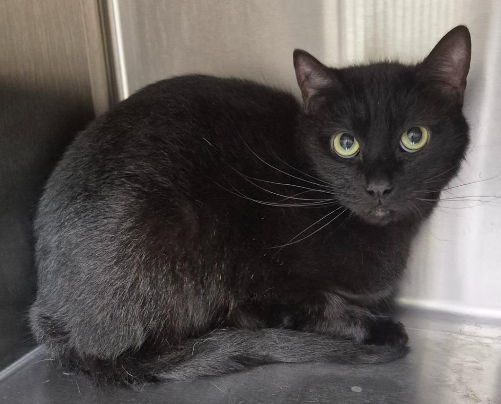 Enlarge Chekhov, a Adoptable mixed breed in Christiansburg, VA image 2/2
