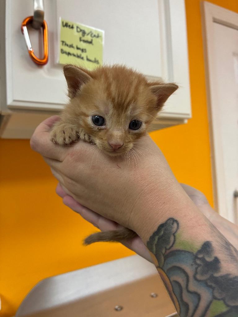 Lance, Adoptable, Kitten Male Domestic Short Hair.