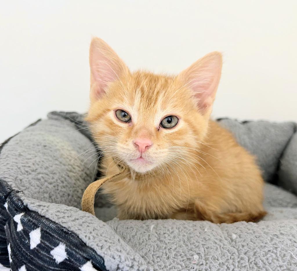 Lance, a Adoptable mixed breed in Bryant, AR image 2/2