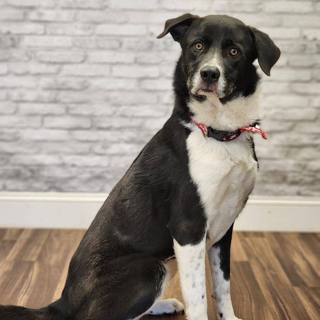 Enlarge Echo, a Adoptable mixed breed in Montgomery, AL image 1/2