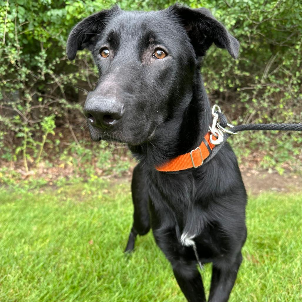 Pistachio, Adoptable, Young Male Shepherd.