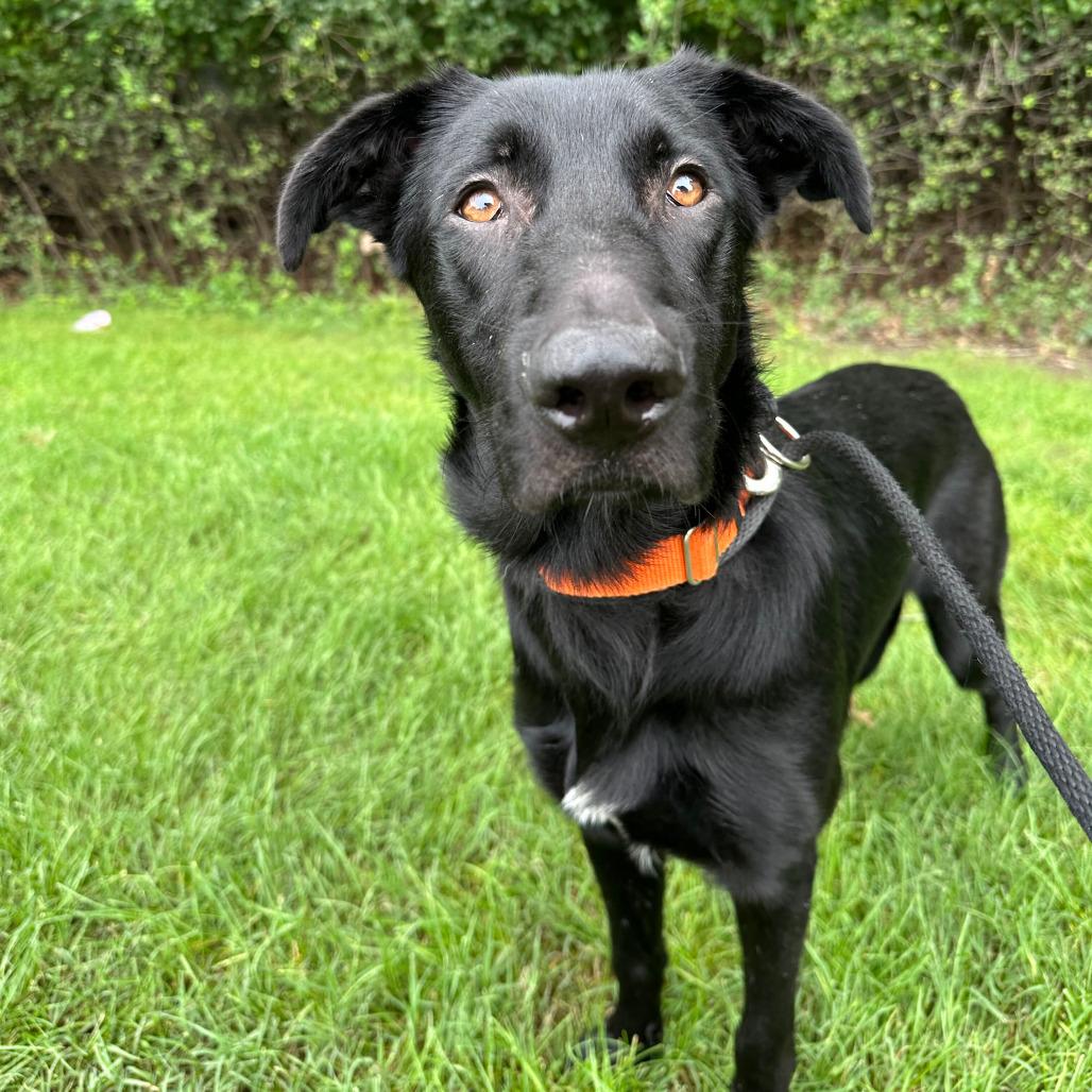 Enlarge Pistachio, a Adoptable Shepherd in Grand Rapids, MI image 2/4