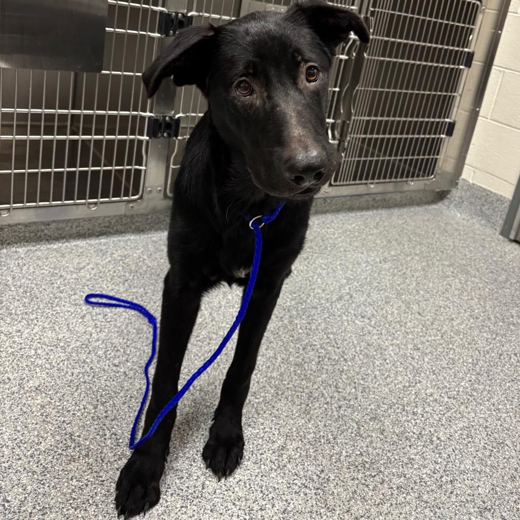 Enlarge Pistachio, a Adoptable Shepherd in Grand Rapids, MI image 3/4