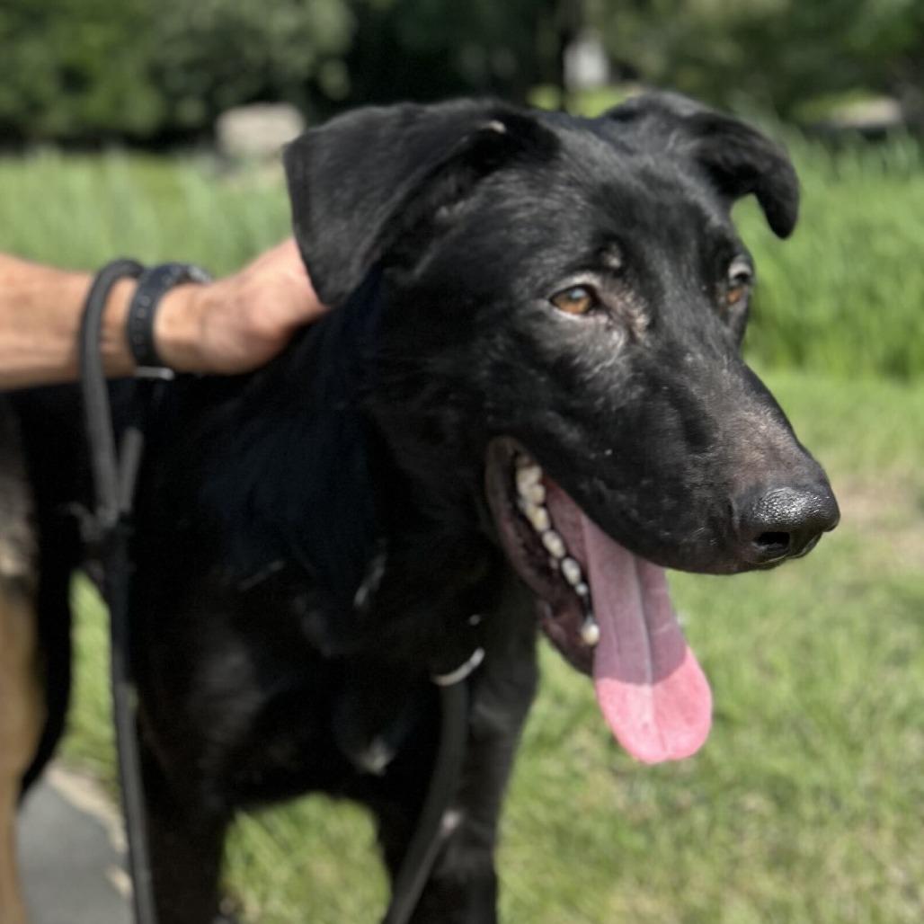 Enlarge Pistachio, a Adoptable Shepherd in Grand Rapids, MI image 4/4