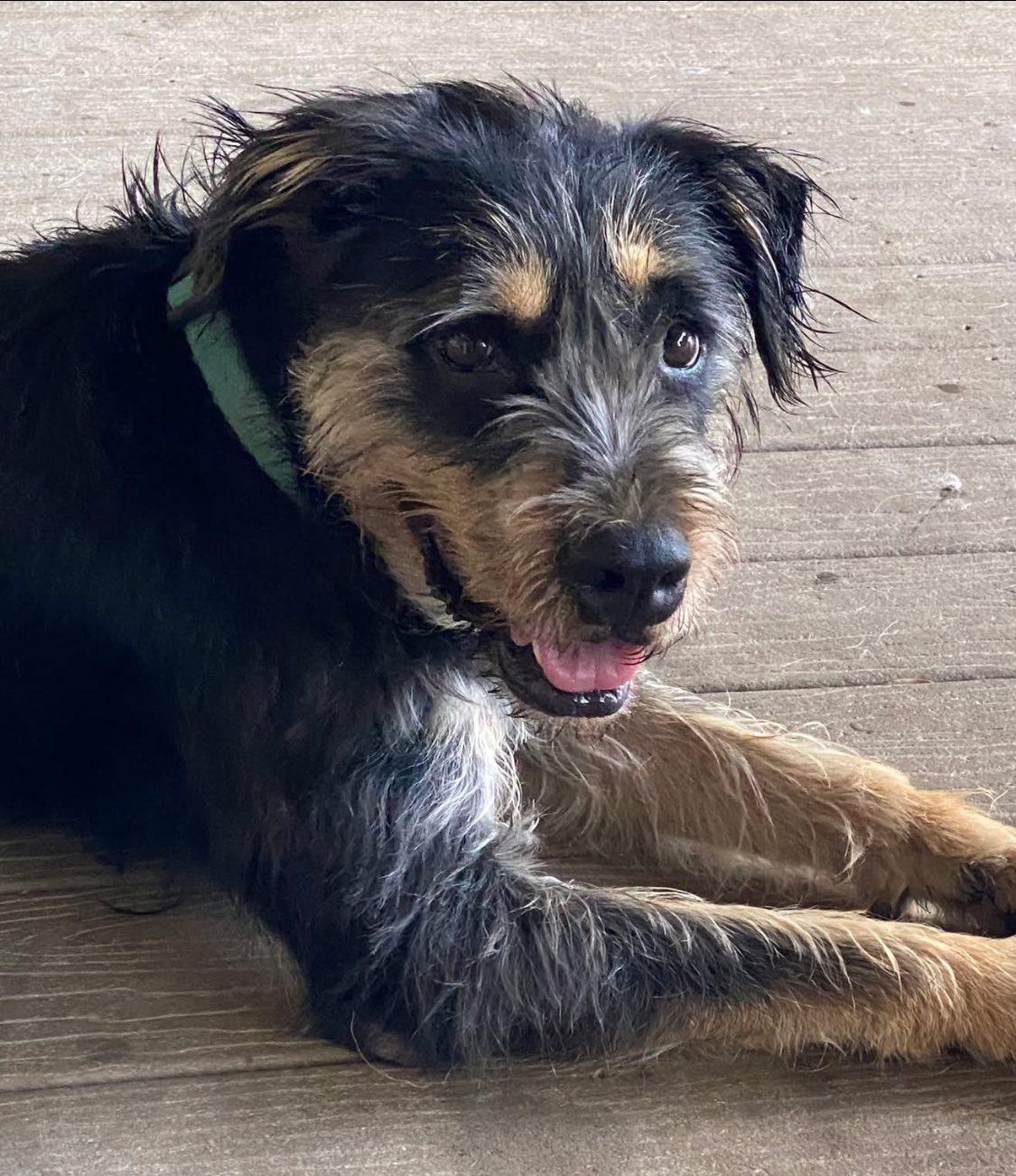 Enlarge Benito, a Adoptable mixed breed in Georgetown, TX image 1/1
