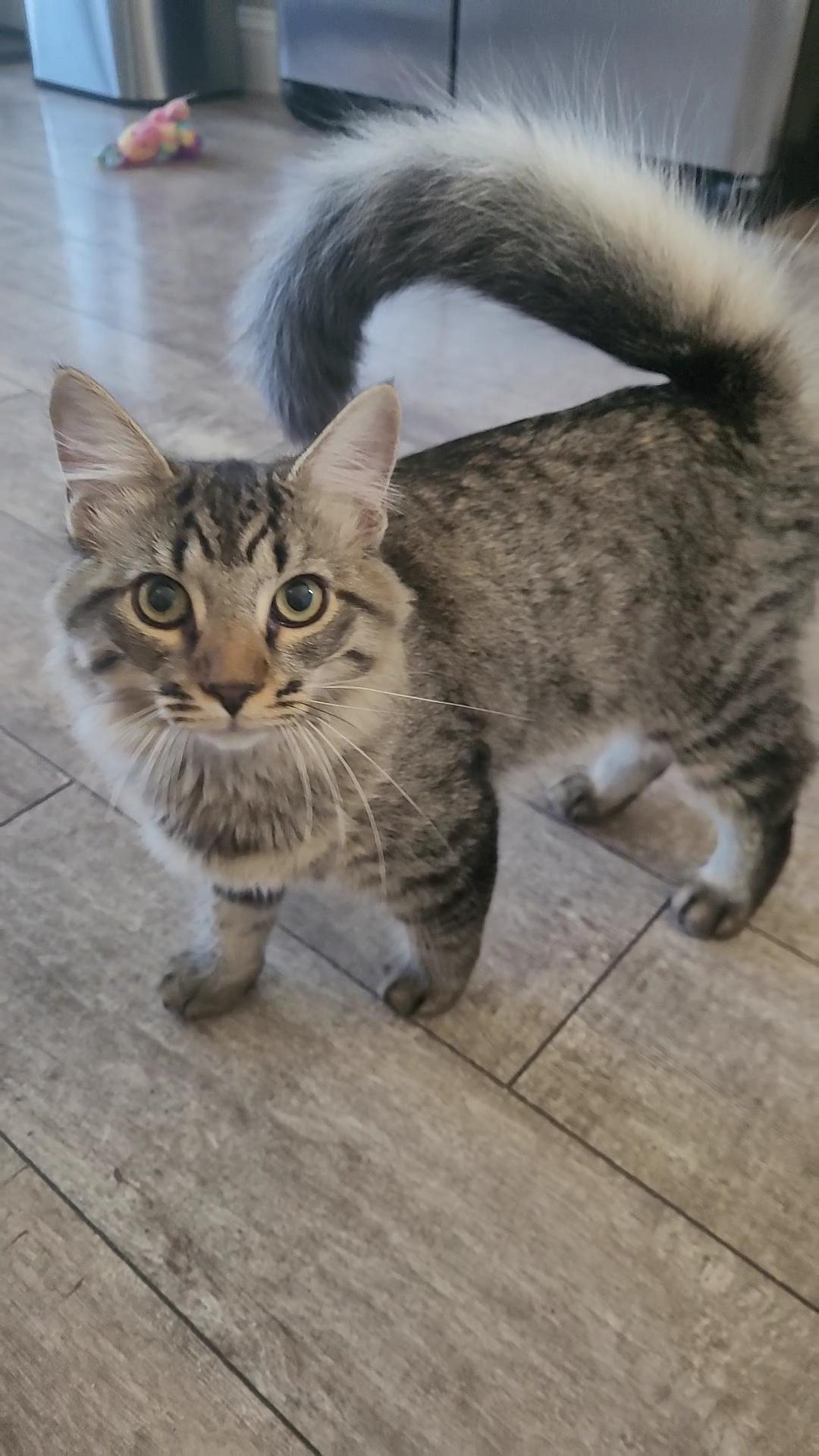 HALF PINT, Adoptable, Kitten Male Siberian & Maine Coon.