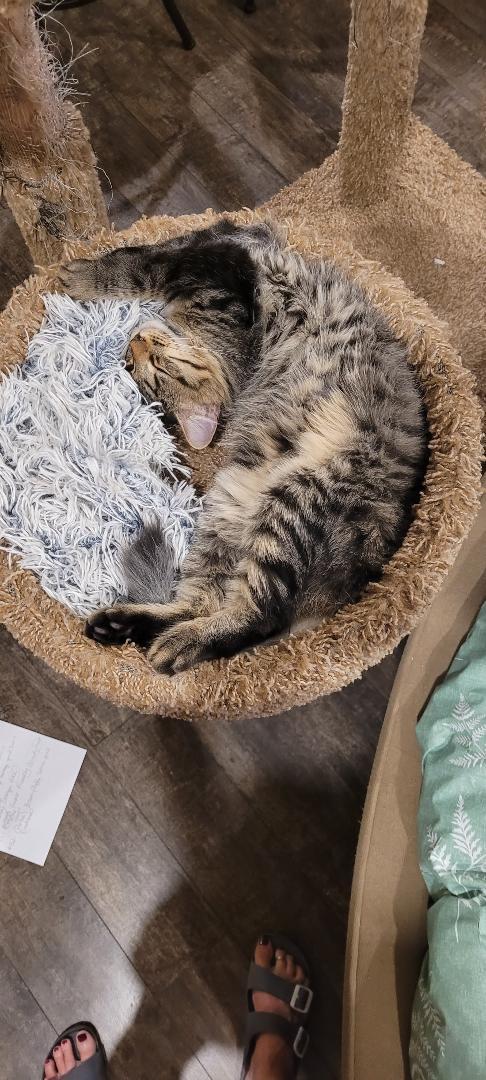 Enlarge HALF PINT, a Adoptable mixed breed in Escalon, CA image 4/6
