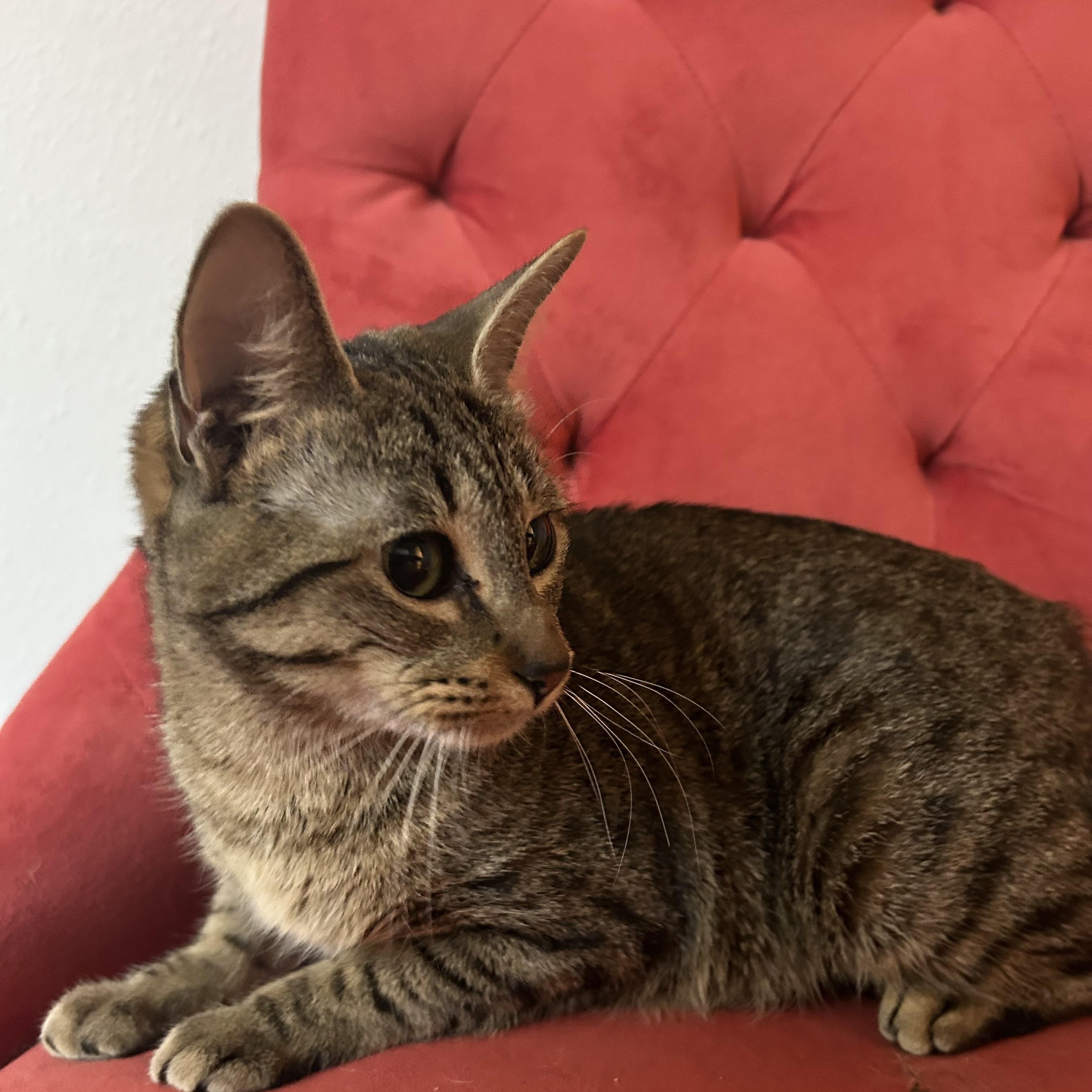 Enlarge MAIRA, a Adoptable mixed breed in Salem, OR image 3/6