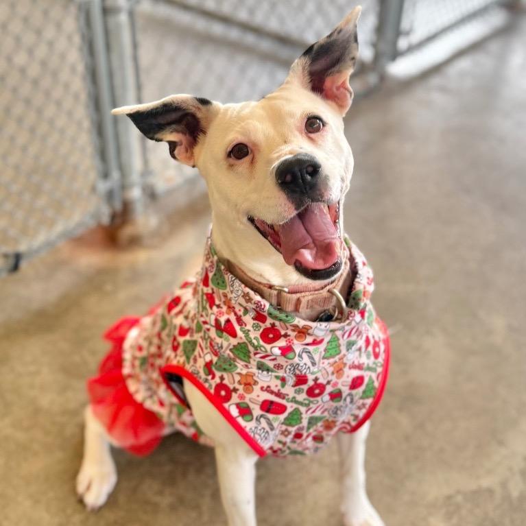 Nana, a Adoptable mixed breed in Fort Lauderdale, FL image 1/6
