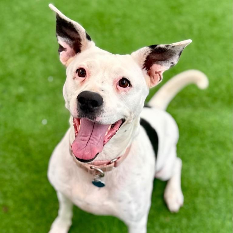 Nana, a Adoptable mixed breed in Fort Lauderdale, FL image 2/6