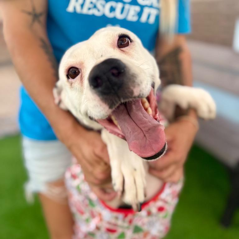 Nana, a Adoptable mixed breed in Fort Lauderdale, FL image 3/6