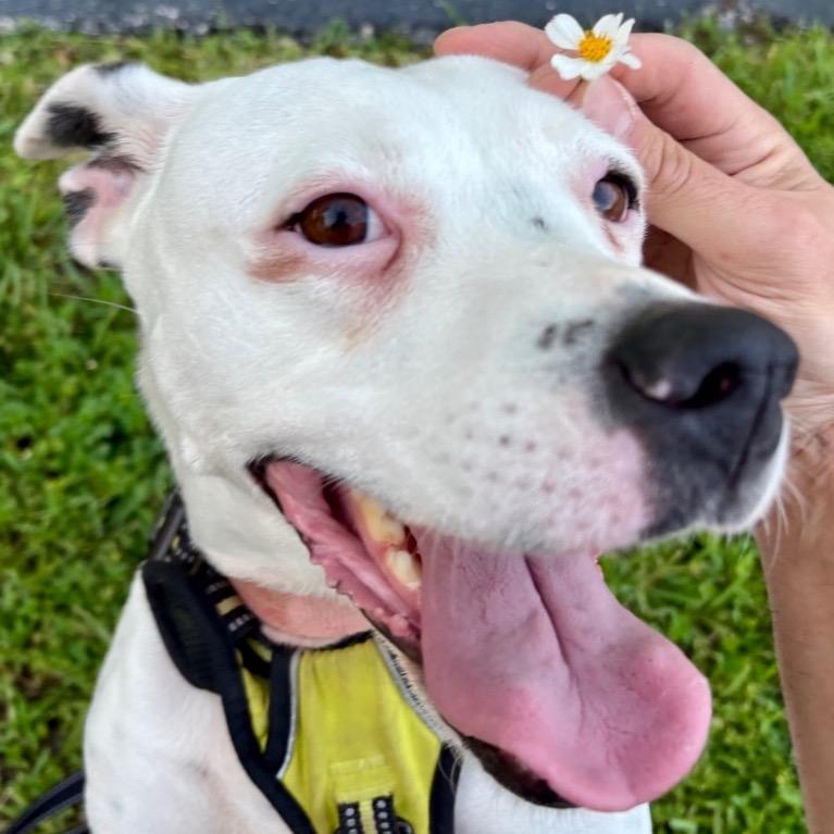 Nana, a Adoptable mixed breed in Fort Lauderdale, FL image 4/6