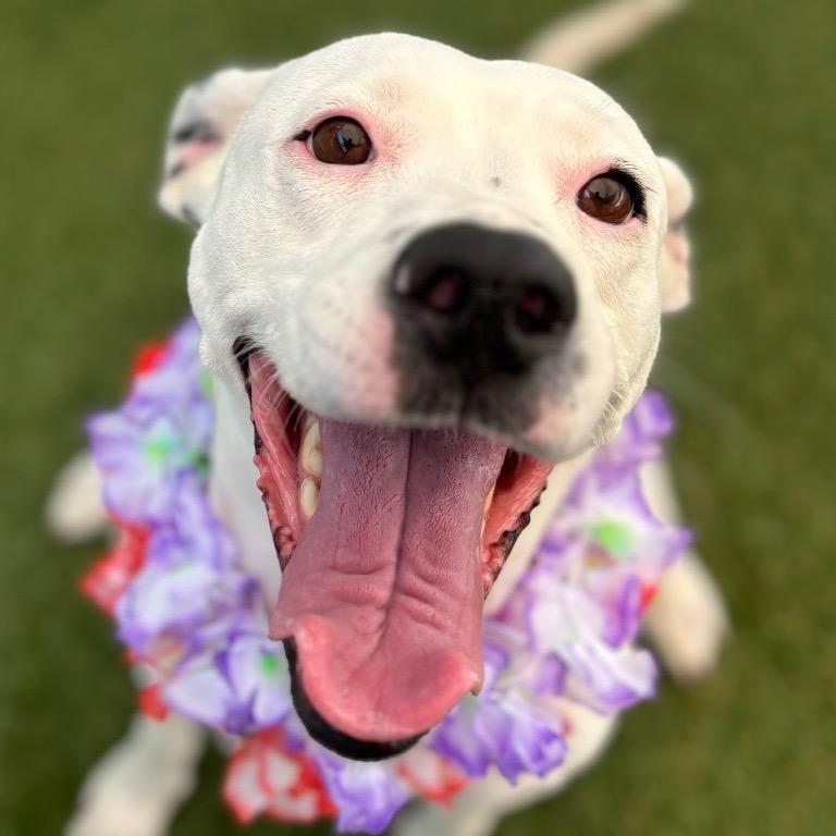Nana, a Adoptable mixed breed in Fort Lauderdale, FL image 5/6