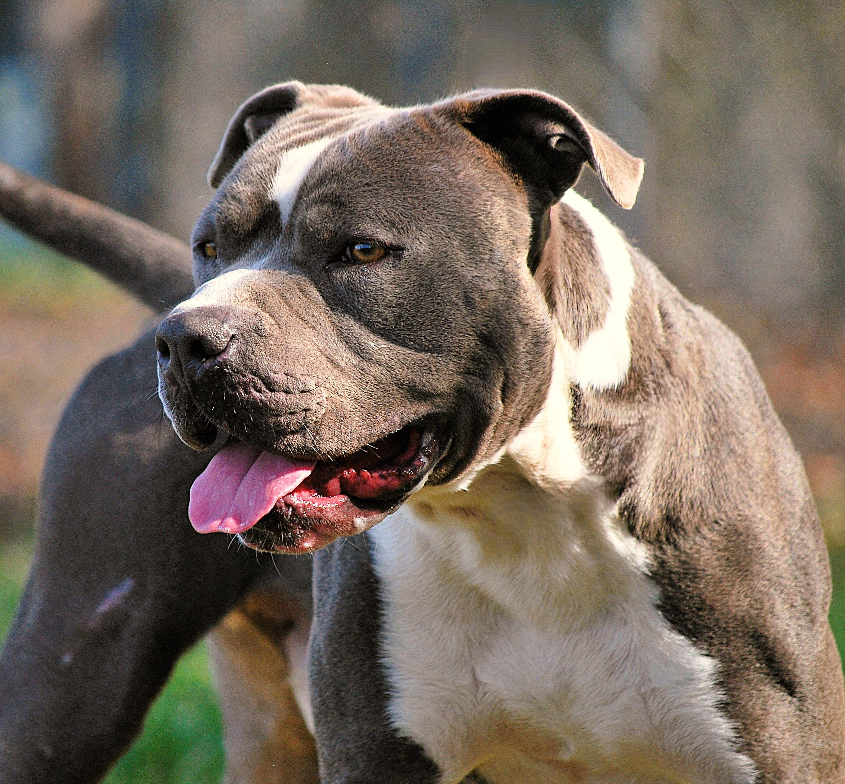 Deacon, a Adoptable Pit Bull Terrier in manchester, TN image 3/5