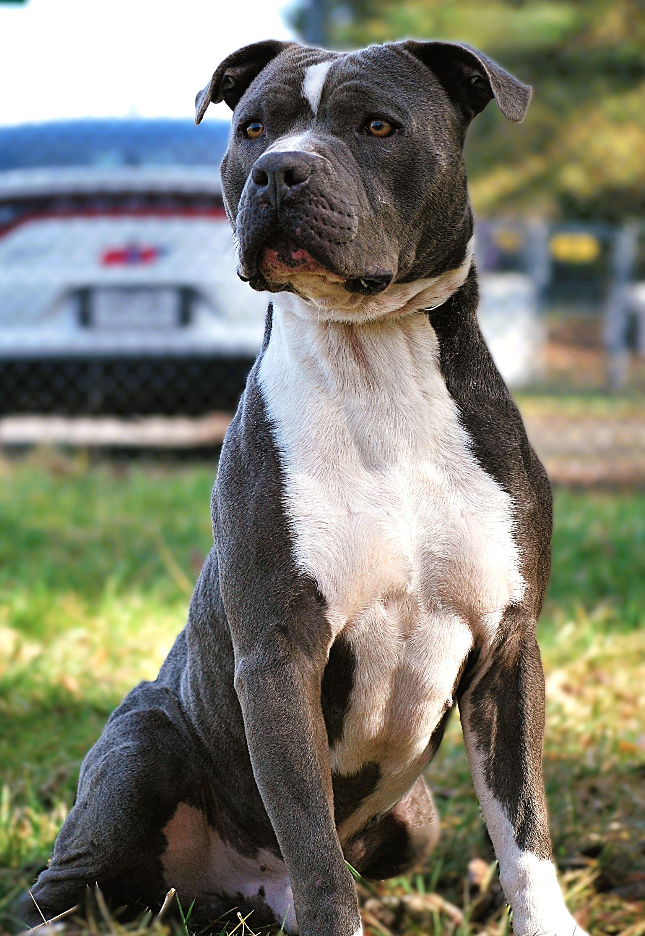Deacon, a Adoptable Pit Bull Terrier in manchester, TN image 2/5