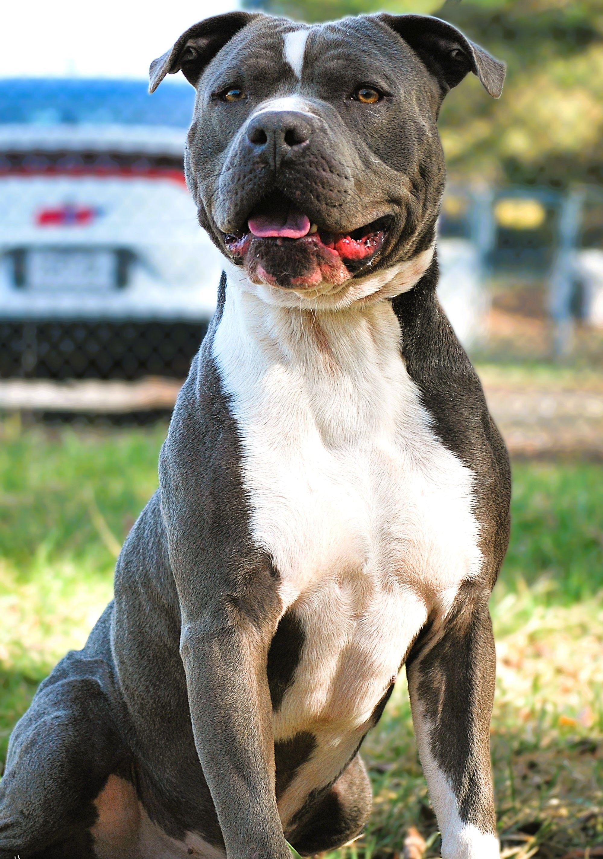 Deacon, a Adoptable Pit Bull Terrier in manchester, TN image 5/5
