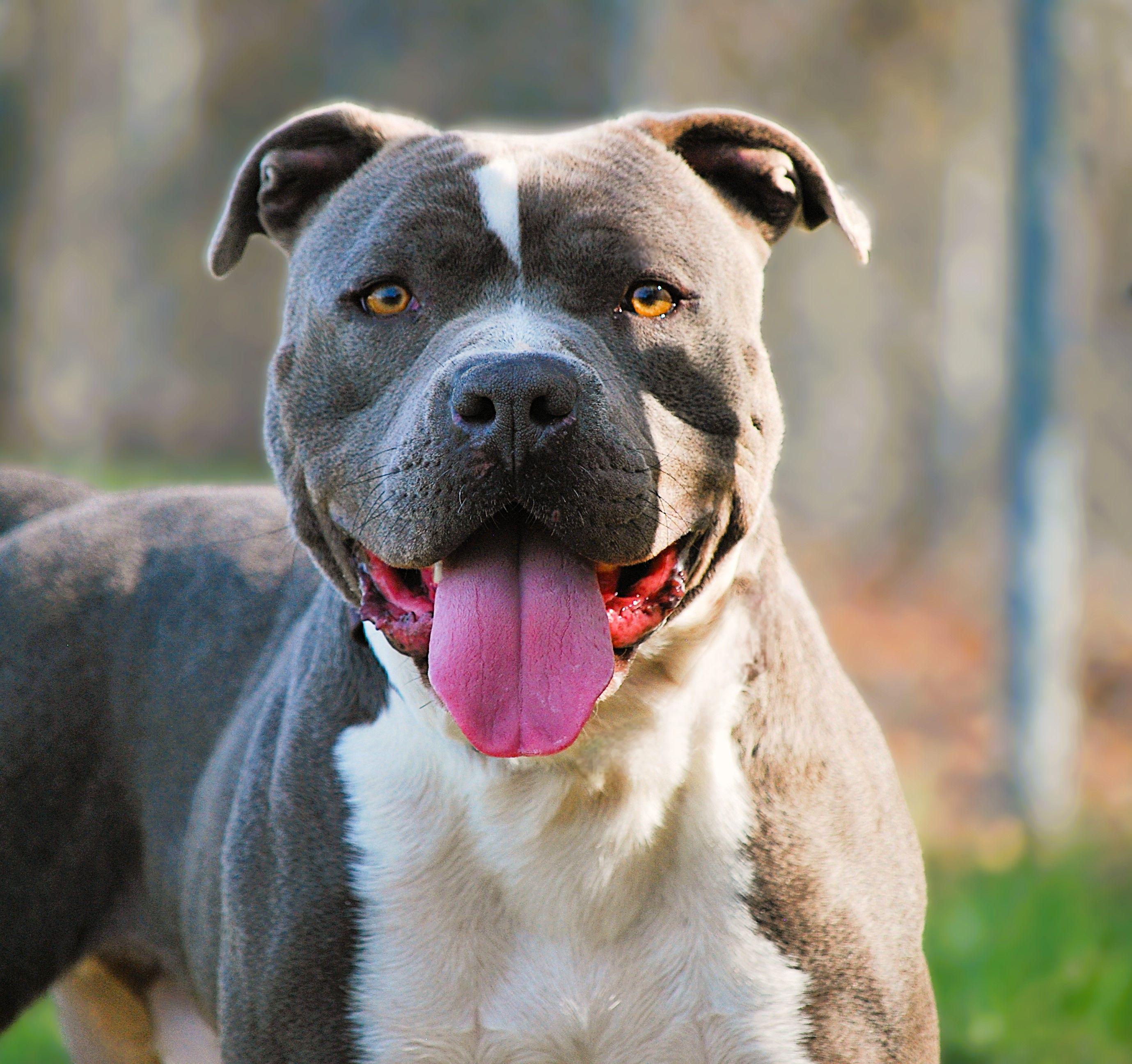 Deacon, a Adoptable Pit Bull Terrier in manchester, TN image 1/5