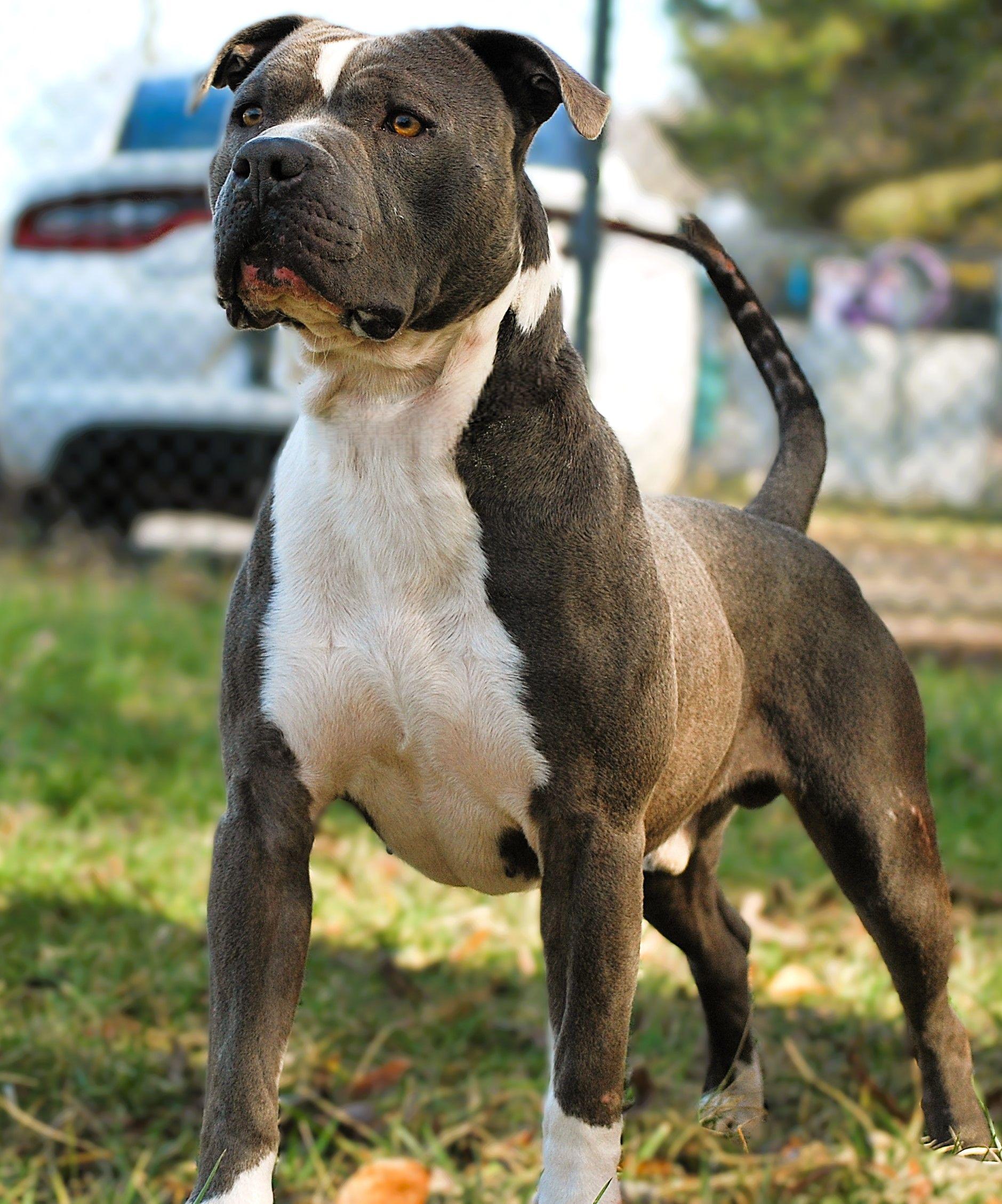 Deacon, Adoptable, Adult Male Pit Bull Terrier.