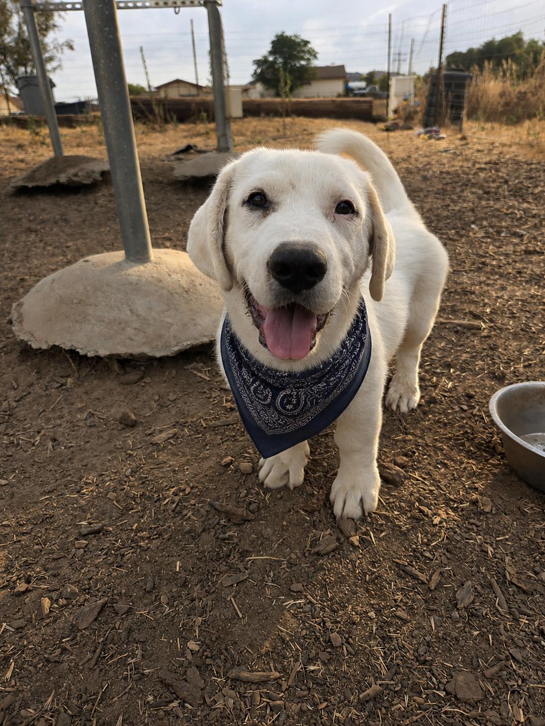 Sage, a Adoptable mixed breed in MURRIETA, CA image 3/3
