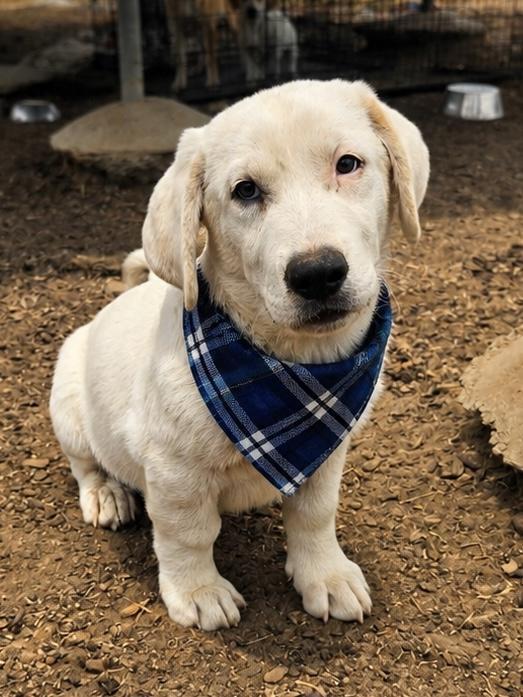 Sage, a Adoptable mixed breed in MURRIETA, CA image 2/3
