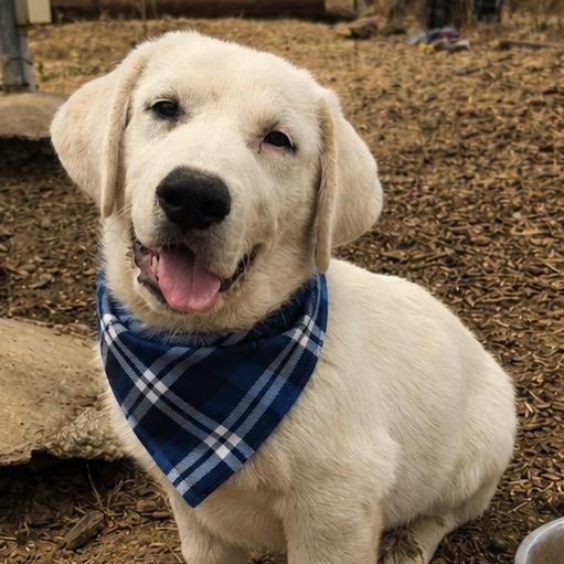Sage, Adoptable, Puppy Male Great Pyrenees & Beagle.