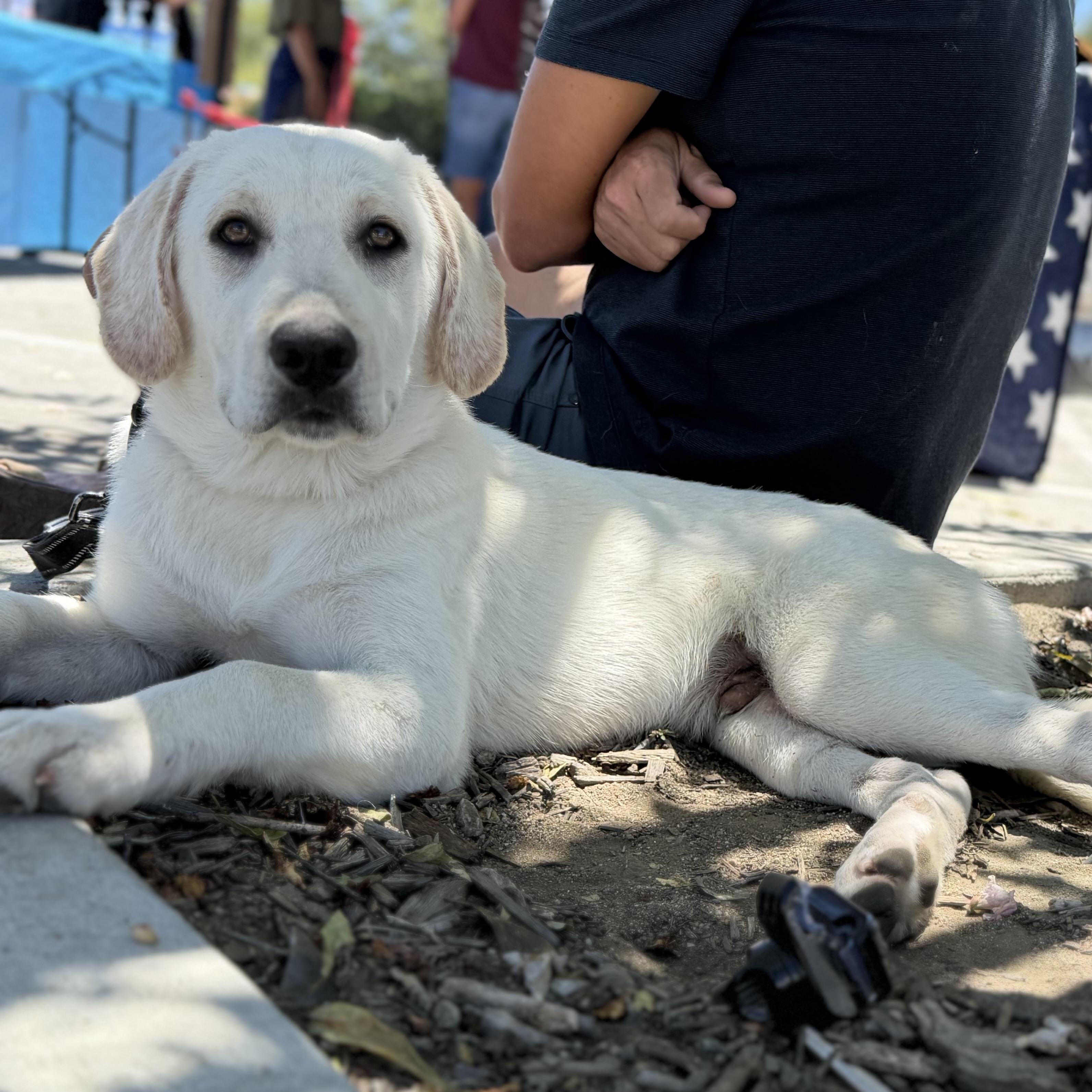 Sage, a Adoptable mixed breed in MURRIETA, CA image 4/4