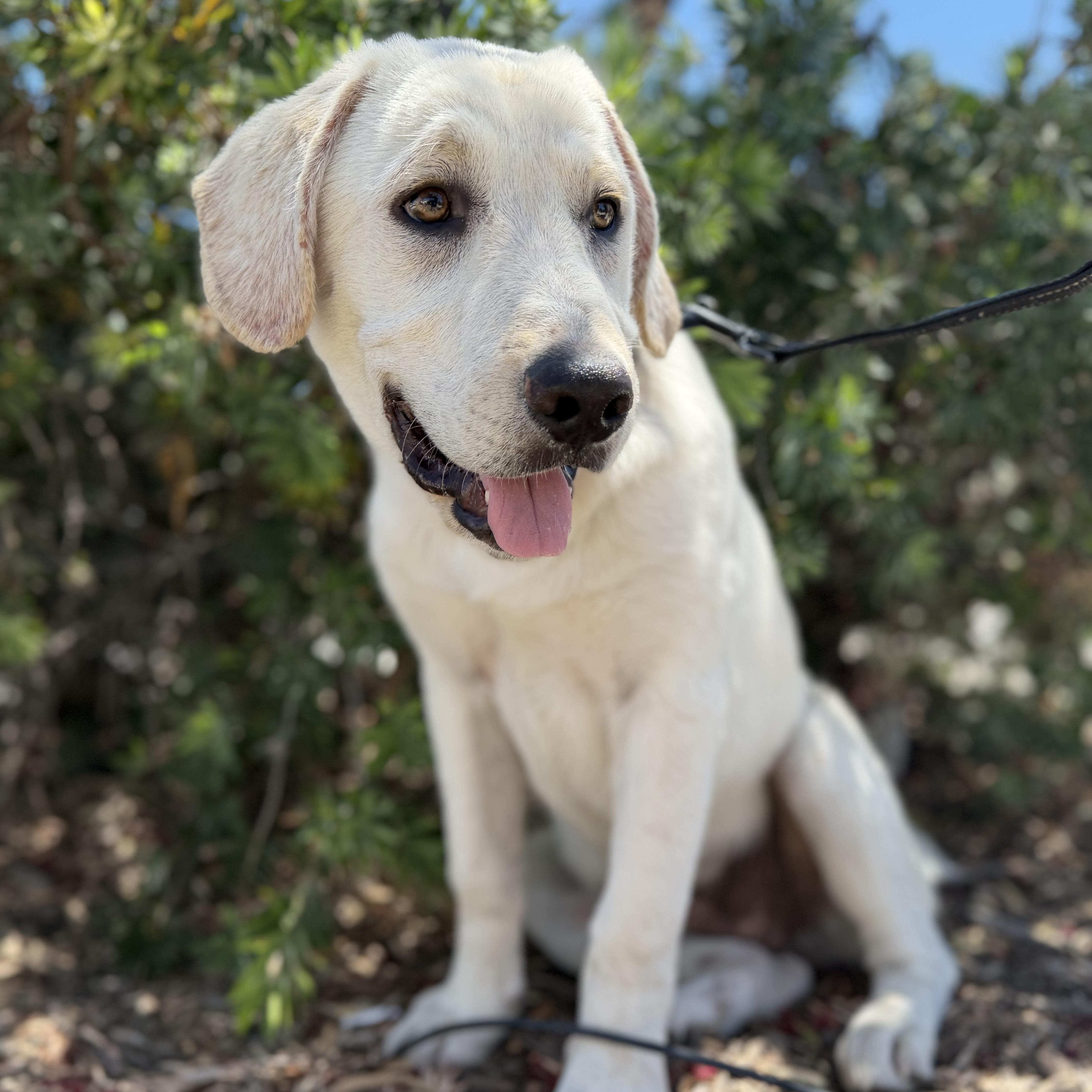 Sage, Adoptable, Young Male Great Pyrenees & Beagle.