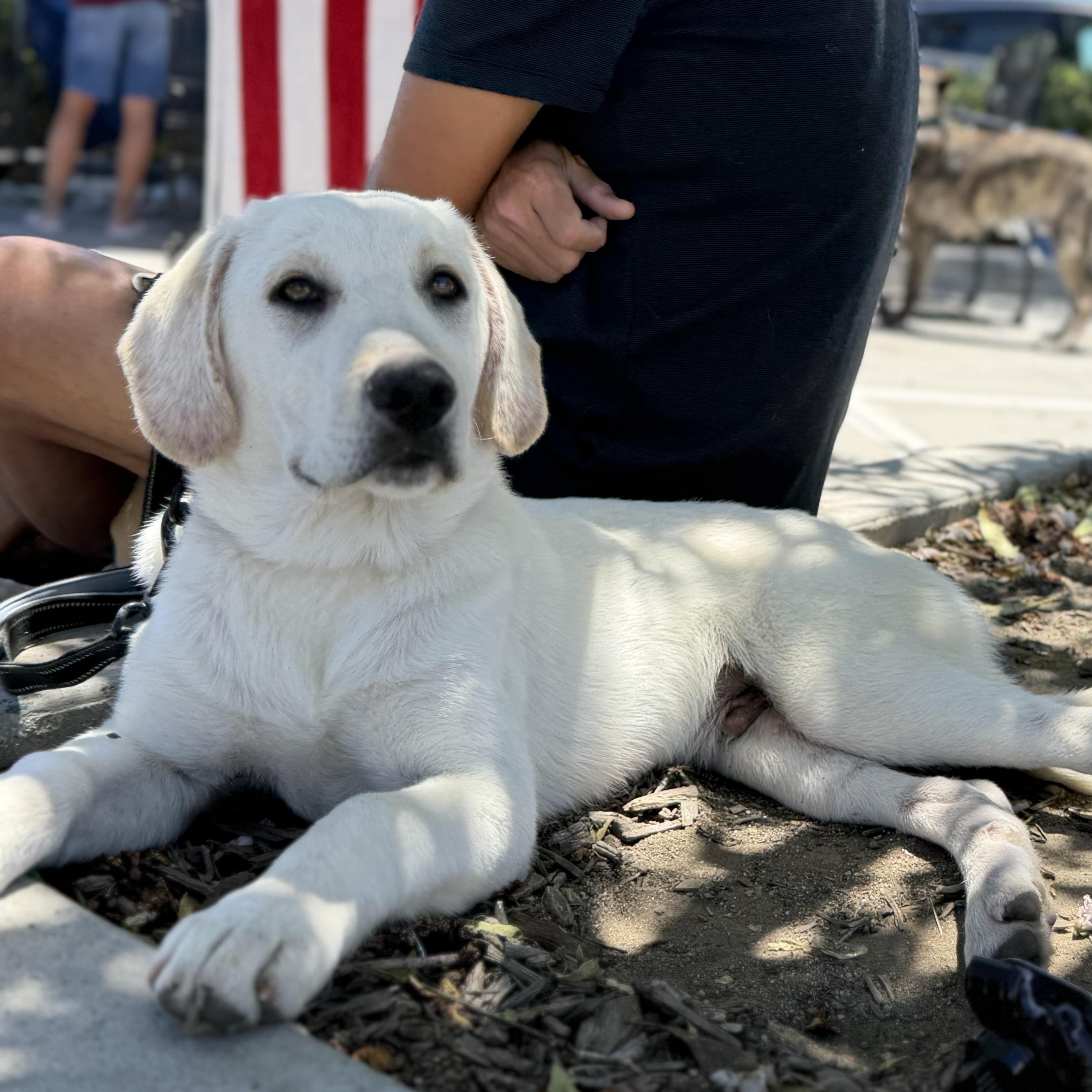 Sage, a Adoptable mixed breed in MURRIETA, CA image 3/4