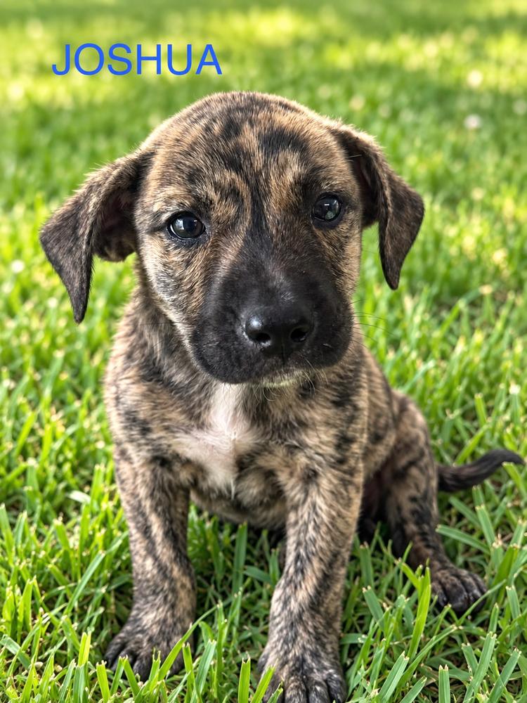 Joshua, Adoptable, Puppy Male Pit Bull Terrier.