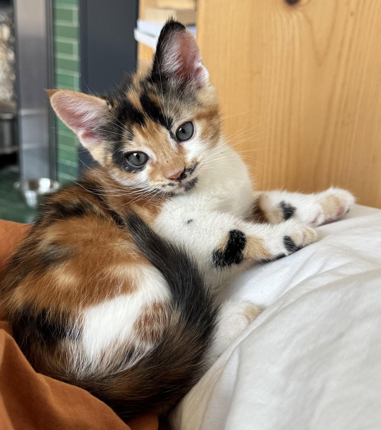 Molly-ADOPTED, Adopted, Kitten Female Domestic Short Hair.
