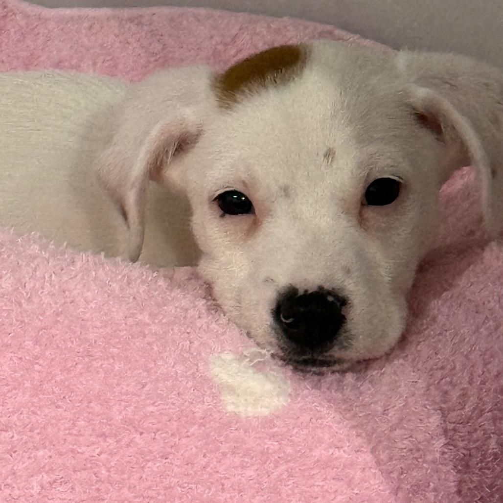 Enlarge Foggy Finn, a Adoptable Mixed Breed in Fredericksburg, VA image 1/1