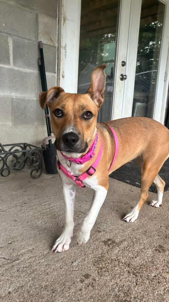 Ginny, a Adoptable Black Mouth Cur in Manhattan, KS image 2/6