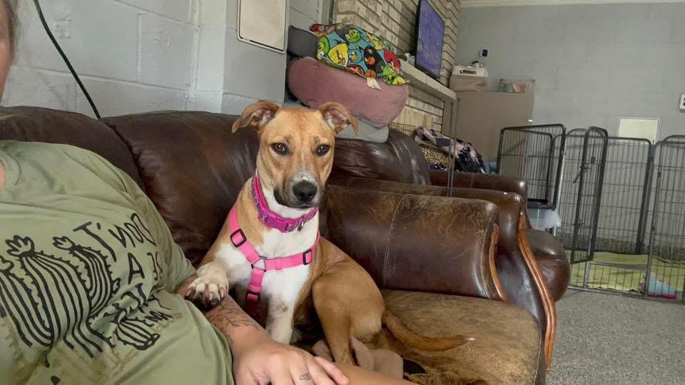 Ginny, a Adoptable Black Mouth Cur in Manhattan, KS image 5/6