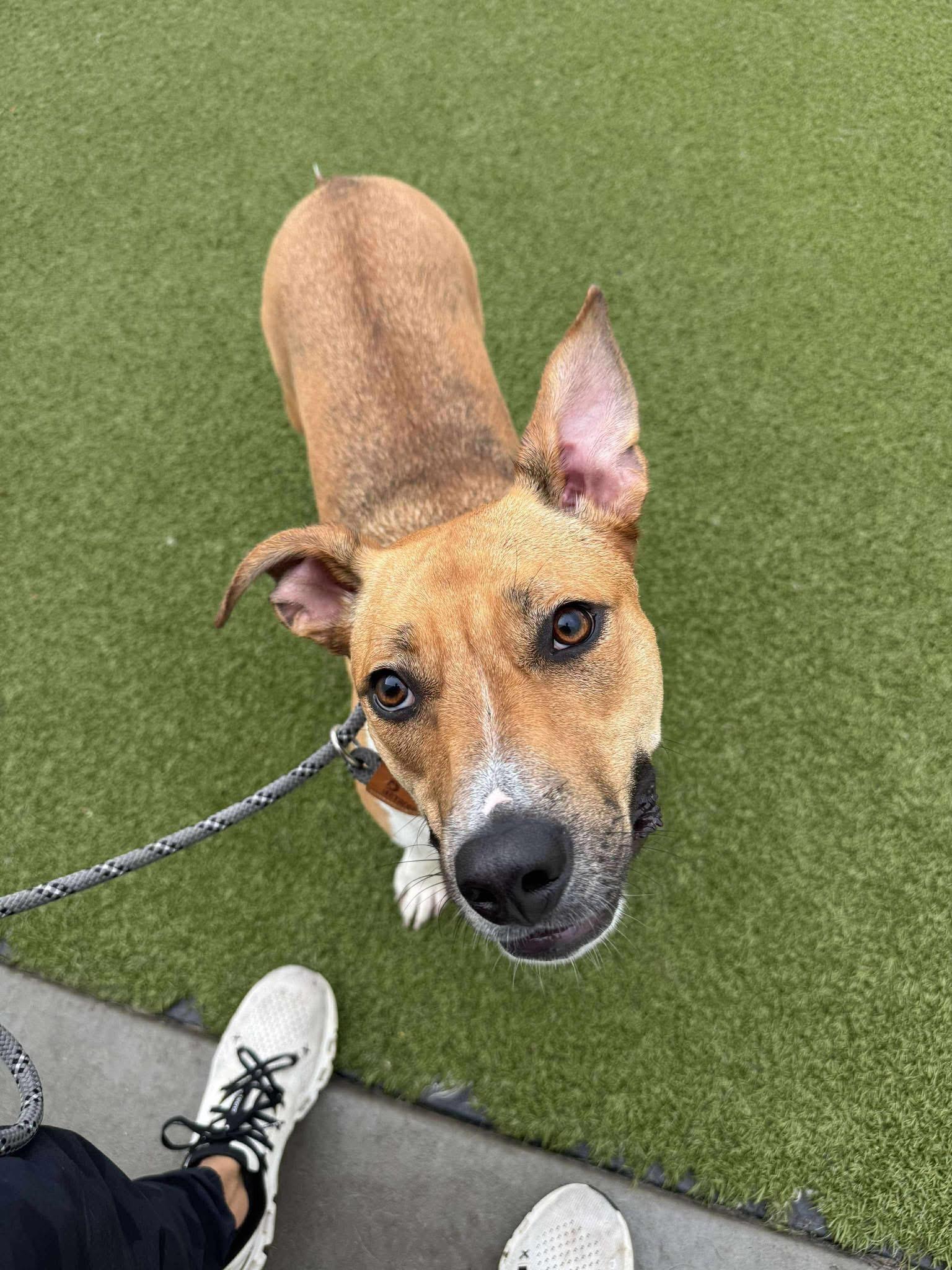 Ginny, Adoptable, Young Female Black Mouth Cur.