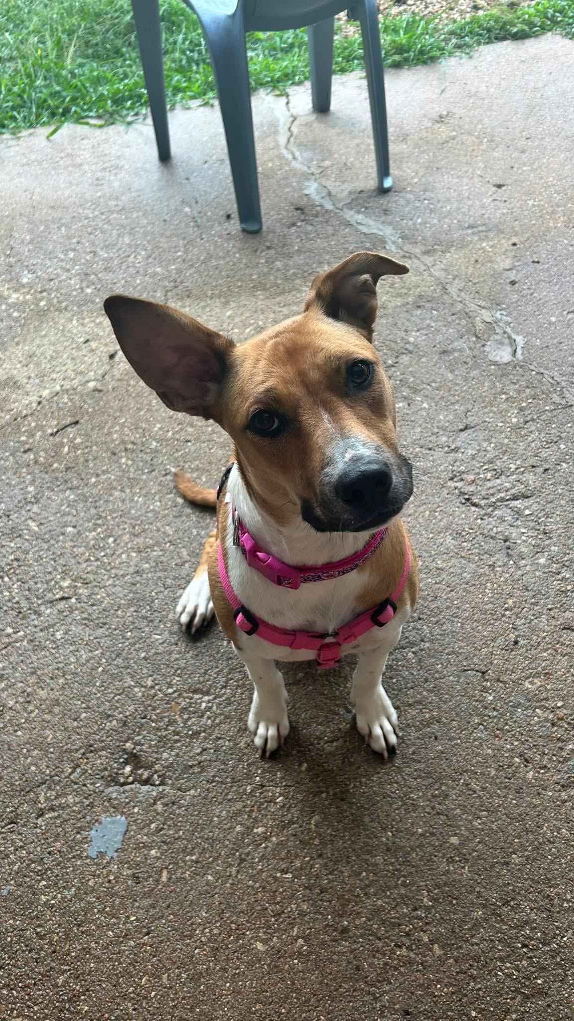 Ginny, a Adoptable Black Mouth Cur in Manhattan, KS image 6/6