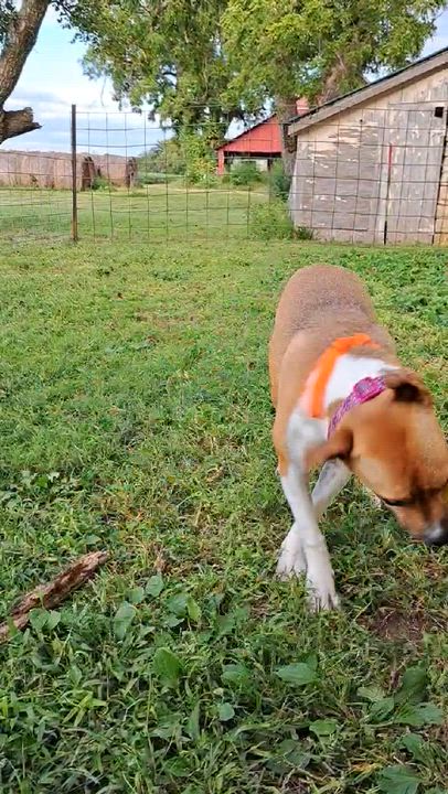 Enlarge Ginny, a Adoptable Black Mouth Cur in Manhattan, KS video 4/6