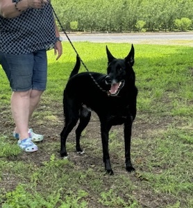 Rubble, a Adoptable German Shepherd Dog in Turlock, CA image 1/3