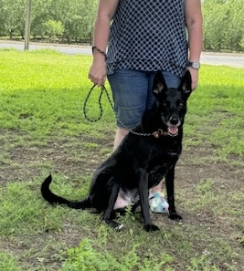 Rubble, a Adoptable German Shepherd Dog in Turlock, CA image 2/3