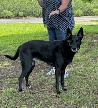 Rubble, a Adoptable German Shepherd Dog in Turlock, CA image 3/3