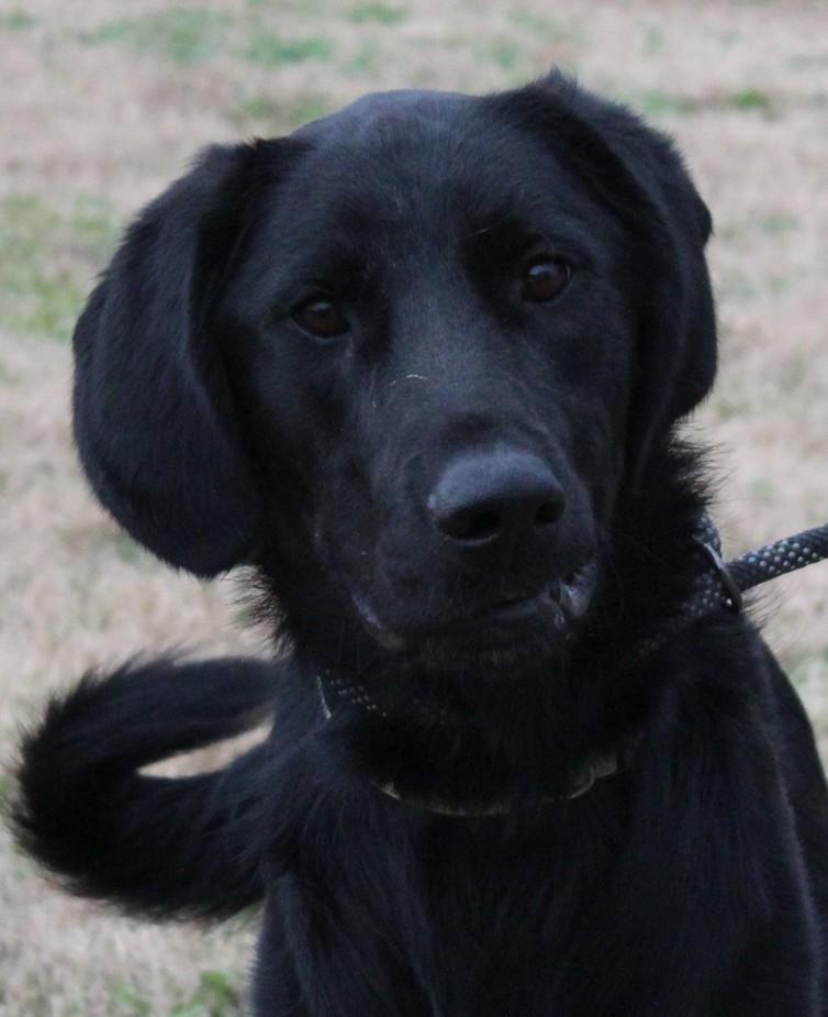 REBEL, ADOPTABLE, Young Male Flat-Coated Retriever & Great Dane.