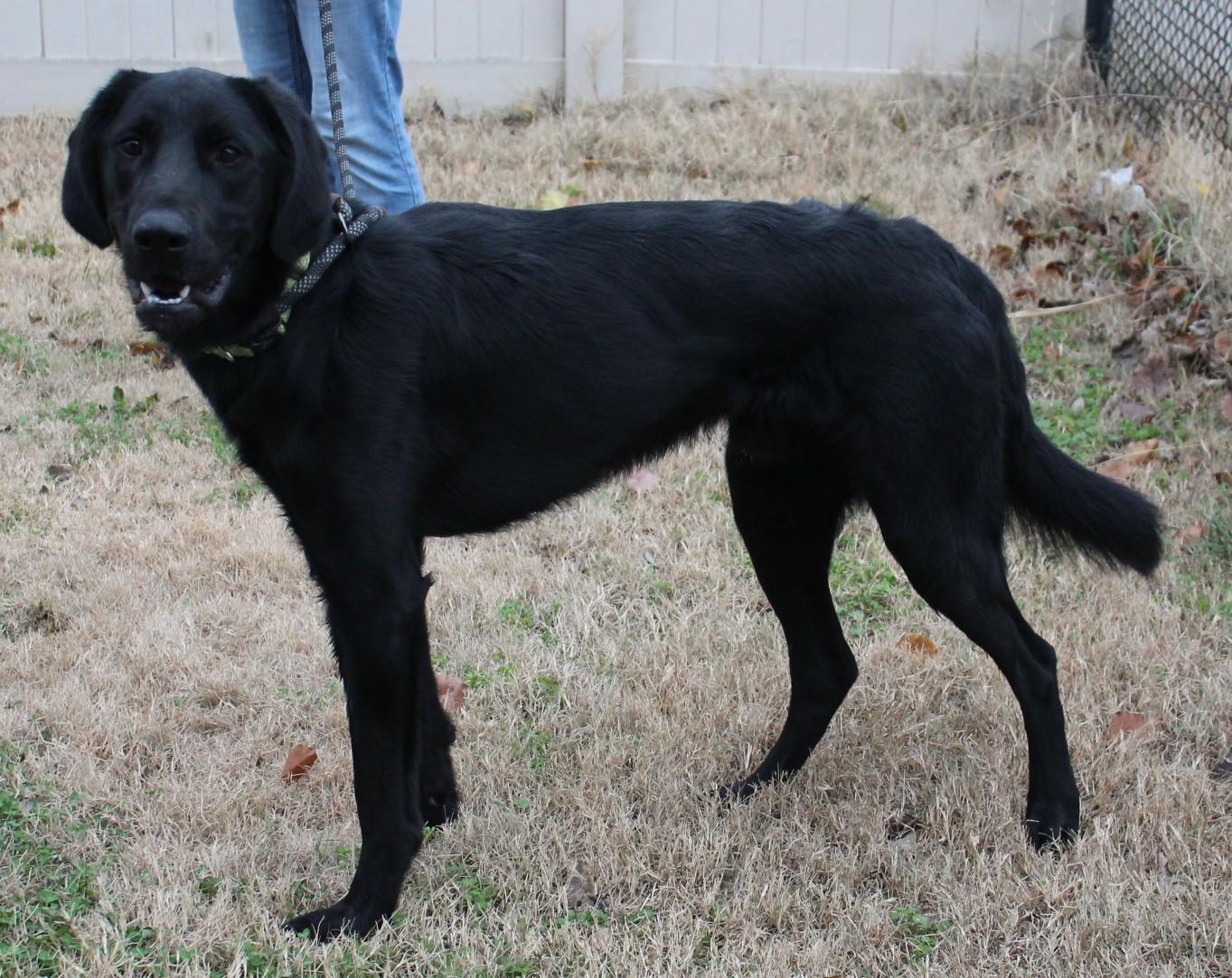 Enlarge REBEL, a ADOPTABLE mixed breed in Claremore, OK image 2/2