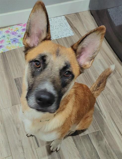 Enlarge TUFFY, a Adoptable mixed breed in Sacramento, CA image 1/3