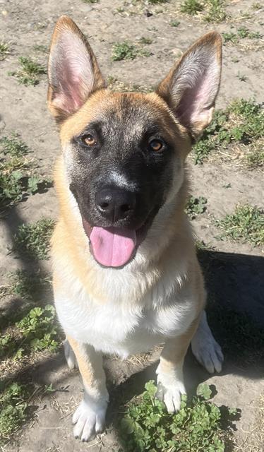 TUFFY, Adoptable, Adult Male German Shepherd Dog & Mixed Breed.