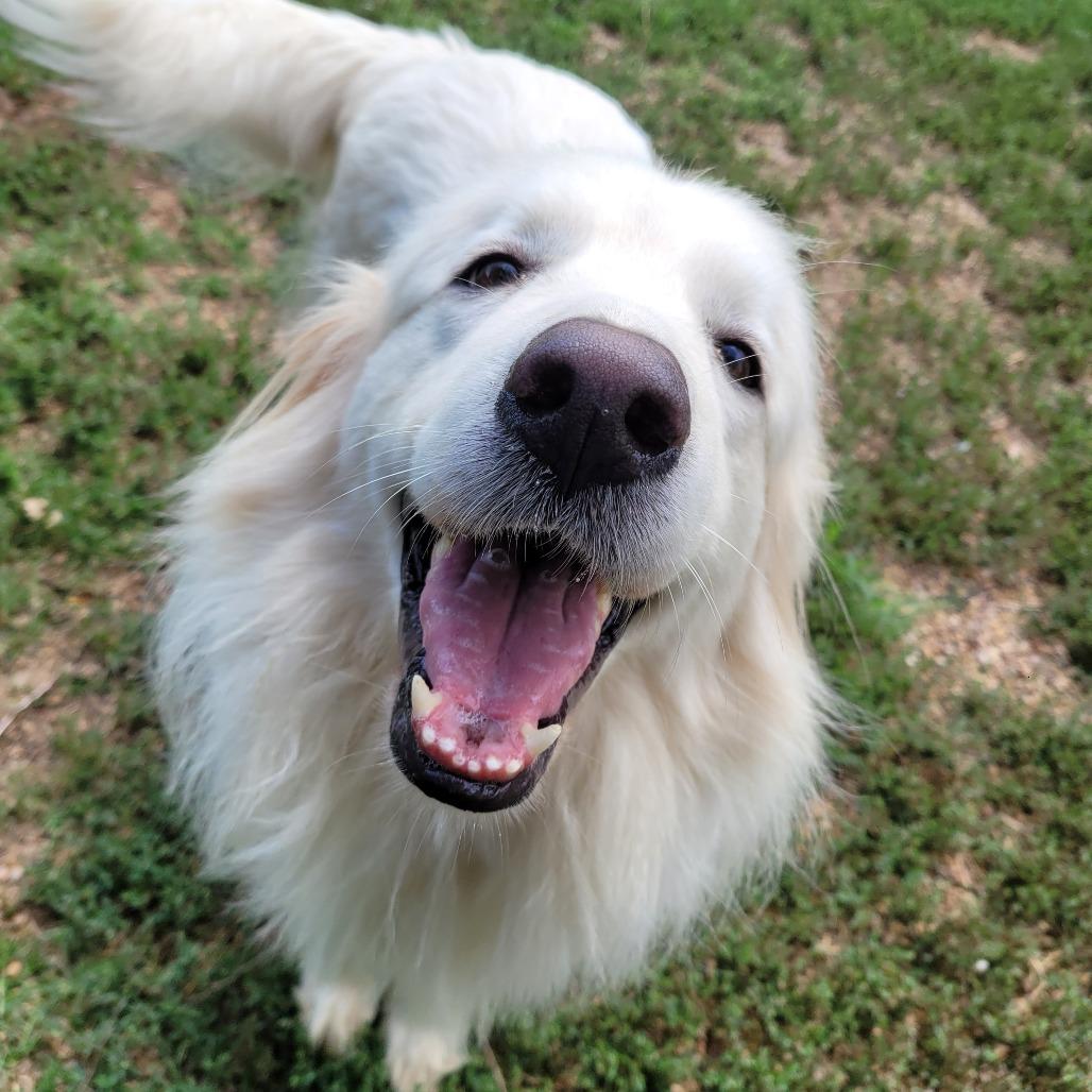 Blossom, Adoptable, Adult Female Great Pyrenees & Mixed Breed.