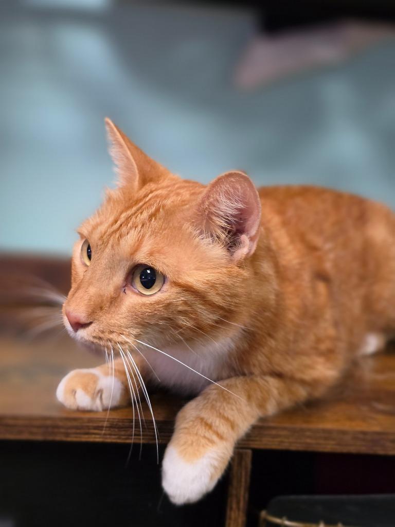 Captain Artemis, Adoptable, Young Male Domestic Medium Hair.