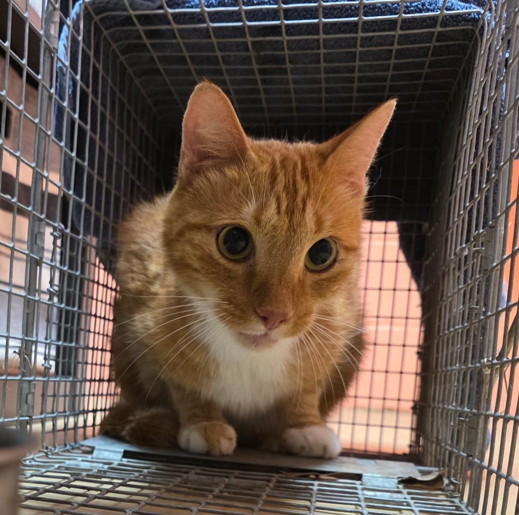 Enlarge Captain Artemis, a Adoptable mixed breed in Rockport, TX image 5/5